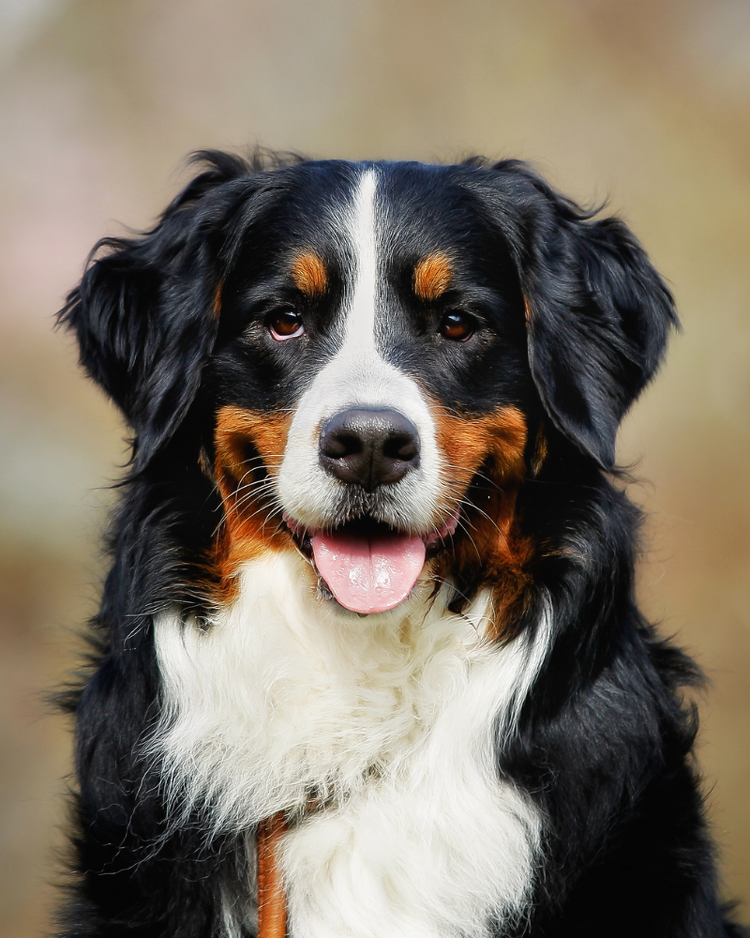 Dog disease vaccination services