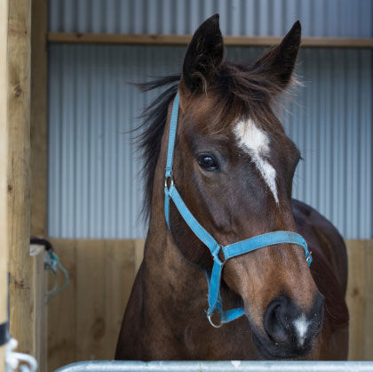 Equine Vet Services