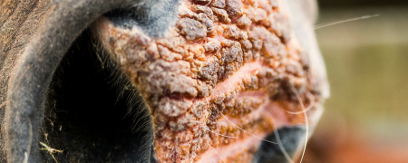 Equine Skin Conditions