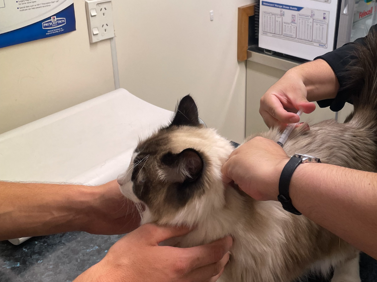 Pet vaccination services