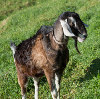 Lifestyle Farms