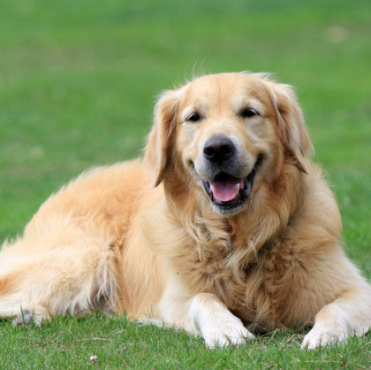 Pet Vet Services