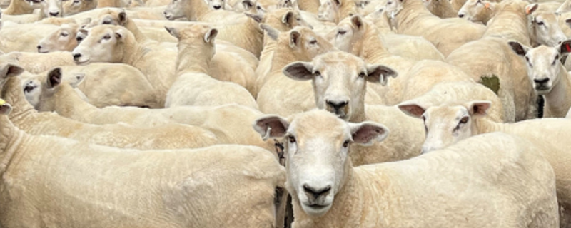 Farm Newsletter Dec/Jan 2025
