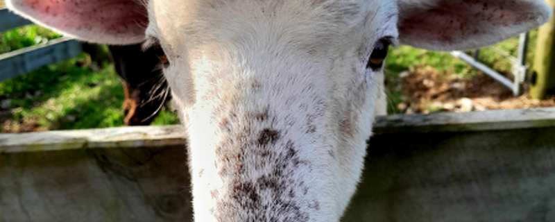Farm Newsletter Oct/Nov 2026