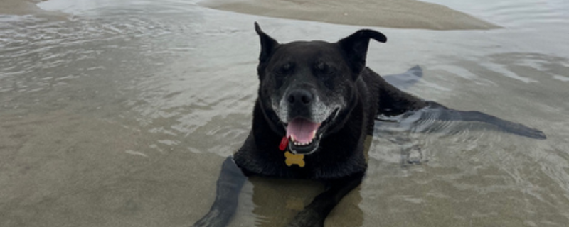 Pet Newsletter April/May 2026